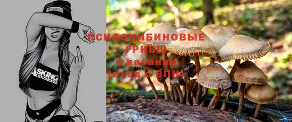 гашик Алексин